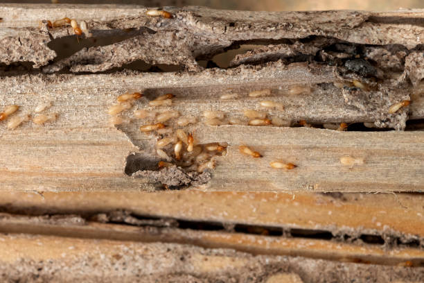 Flea Control Services in Ambridge, PA