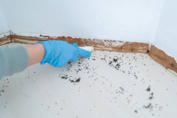 Best Emergency Pest Control  in Ambridge, PA